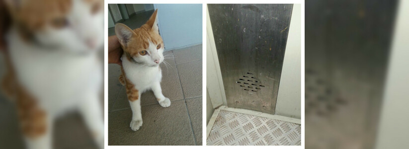 Жители Новороссийска спасли кота, застрявшего за панелью в лифте: он был взаперти четыре дня