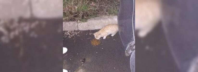 В Анапе маленький котенок «обнес» кассу бара. Пушистый преступник утащил пачку денег в зубах
