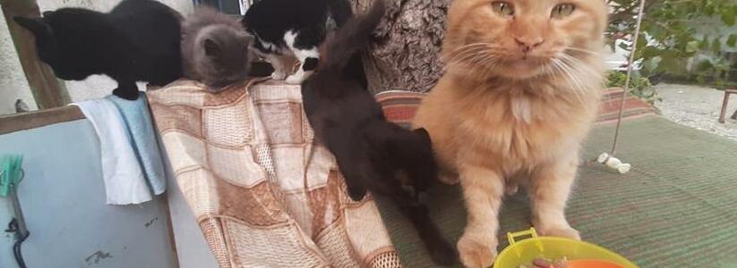 Во дворе Новороссийска живет сразу 25 котов: трогательные истории животных со сложной судьбой