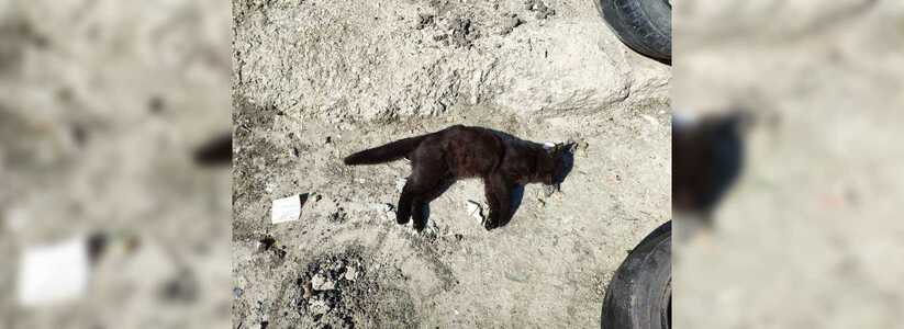 В Новороссийске неизвестные отравили дворовых котов