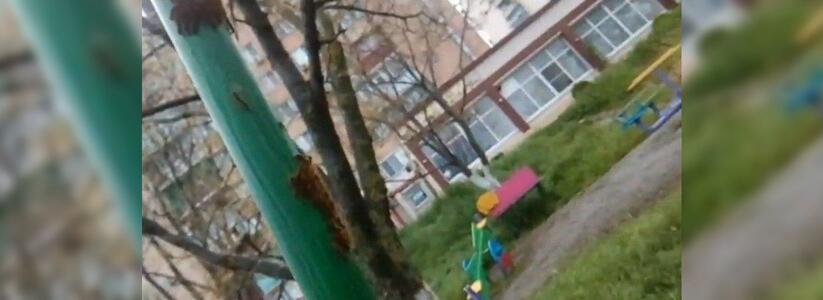 Новороссийцы сняли на видео кишащую гусеницами детскую площадку