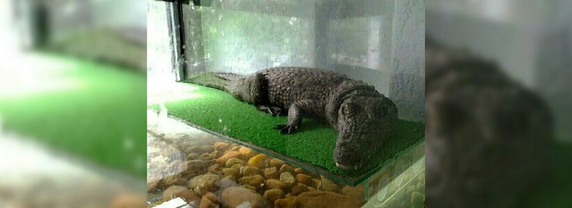 Нильский крокодил в аквариуме метр на метр: природоохранная прокуратура Новороссийска закрыла незаконный контактный зоопарк