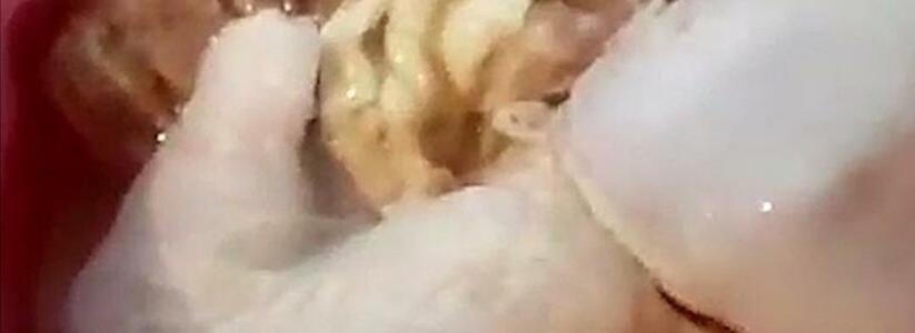 «Ужас! Чем нас травят!»: жительница Новороссийска купила куриную грудку, накаченную гелем