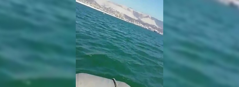 Погоня новороссийских спасателей за лебедем попала на видео
