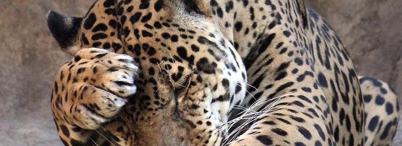 Леопард сбежал со двора дома в Новороссийске. Животное нашли убитым