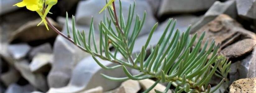 Ученый из Новороссийска сделал международное открытие: он нашел новое растение на склонах Маркотхского хребта