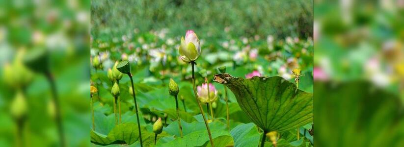 В пригороде Новороссийска на озере Бам начинают цвести розовые лотосы