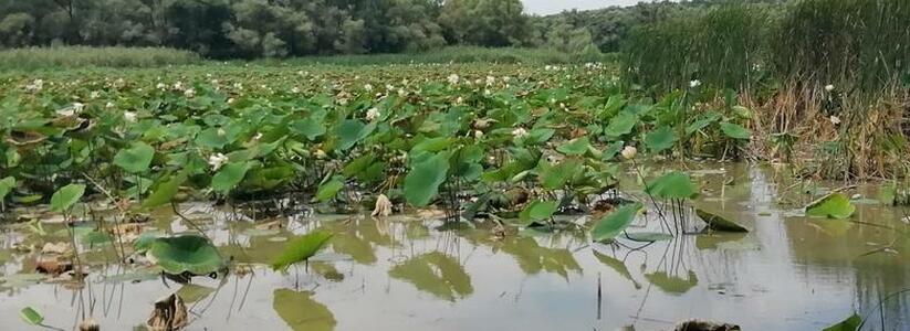 «Великая сушь!»: озеро Бам под Новороссийском, где цветут лотосы, практически пересохло