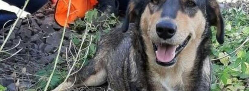 «Пять лет назад ее привезли и выбросили». История собаки из Новороссийска, которая работает на железной дороге