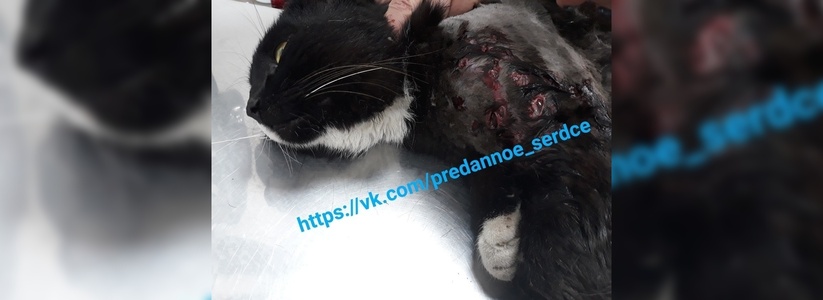 «Месиво из осколков костей»: в пригороде Новороссийска расстреляли уличного кота