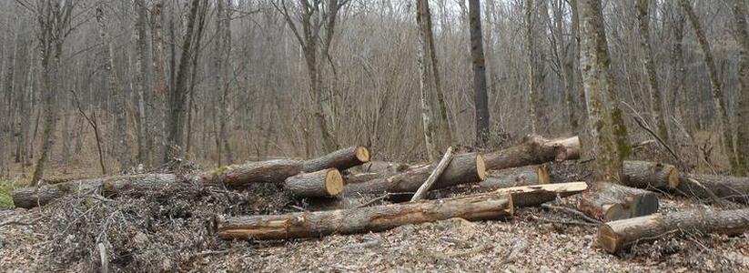 В Новороссийском лесничестве незаконно вырубили деревья на 3 миллиона рублей