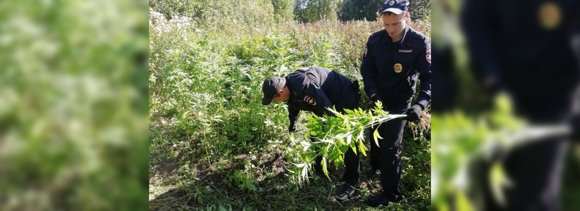1,5 килограмма наркотиков и 5 уголовных дел: в Новороссийске подведены итоги четвертого этапа операции «Мак-2019»