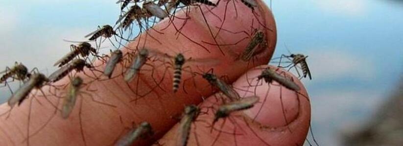 Новороссийцы сняли на видео нашествие комаров