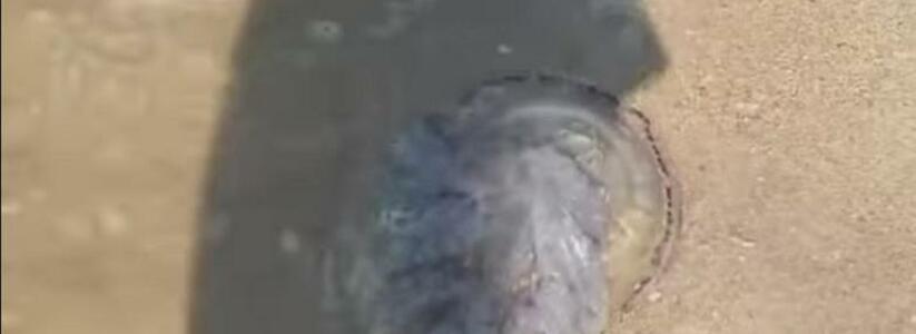 «Вода превратилась в желе!»: Азовское море заполонили гигантские медузы