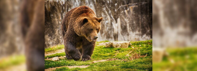 Туристы из Новороссийска в походе встретили кавказского бурого медведя