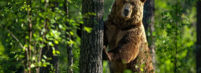 В Сочи на Красной поляне медведь напал на лагерь туристов и разодрал четыре палатки