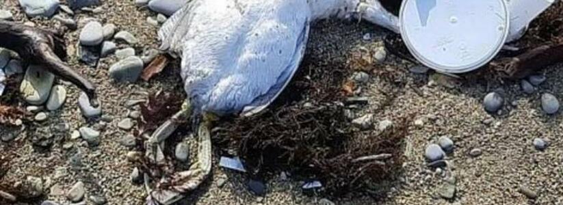 Пляжи Новороссийска усыпаны тушками мертвых птиц: комментарий эколога