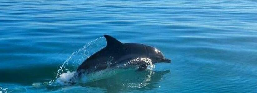 Игривые дельфины