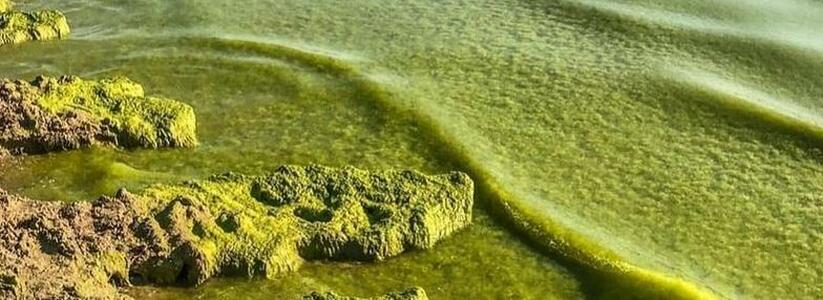 Совсем не райское наслаждение: в Анапе море стало ядовито-зеленого цвета