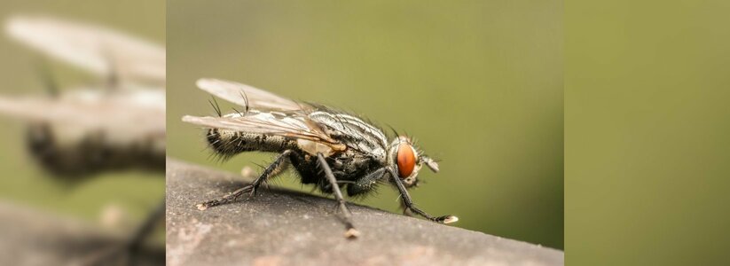 Россельхознадзор опроверг информацию о распространении опасной для жизни мухи-горбатки в Новороссийске