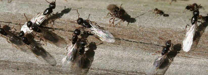 Жители села Мысхако под Новороссийском подверглись атаке летающих муравьев