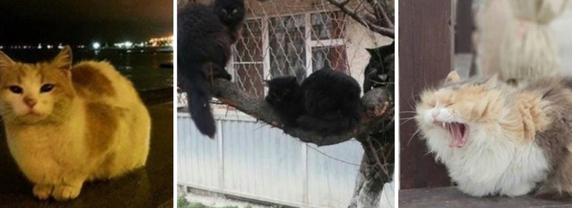 «Романтик» и «селфикот»: 5 фотографий знаменитых уличных котов Новороссийска