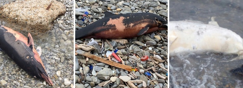 «Почему они умирают?»: в Новороссийске участились случаи гибели дельфинов