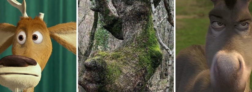 Олень Элиот или осел из «Шрека»: новороссийцы нашли необычное дерево в Мысхако, похожее на героев мультфильмов
