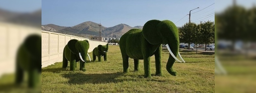 Семейство  «зеленых слонов» появилось в Новороссийске