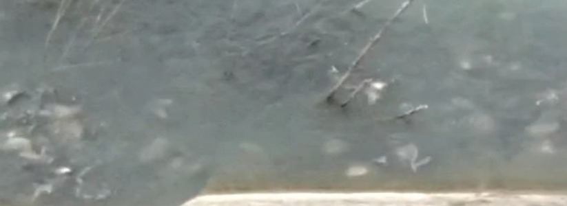 В озере Абрау вода «закипела» от рыбы. Новороссийцы обсуждают видео удивительного явления
