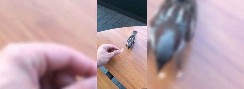 «Наглый воробушек»: жители Новороссийска сняли на видео, как птица прилетела полакомиться в фастфуд