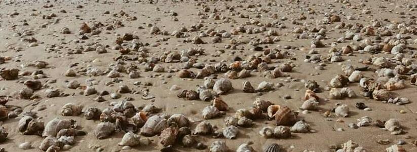 <p>Моллюски появились на берегу после шторма.</p>