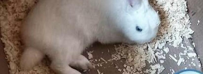 Хозяин, отзовись! Новороссийцы нашли в снегу голубоглазого кролика