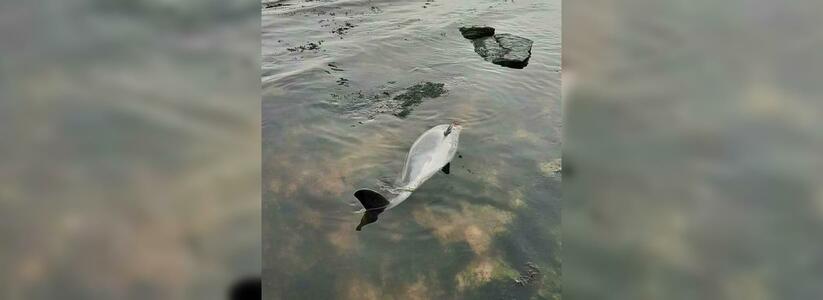 В Новороссийске на пляже Алексино прибило к берегу мертвого детеныша дельфина