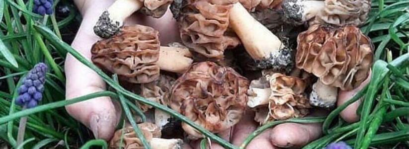 Тихая охота: жители Новороссийска собрали целое ведро грибов в Пионерской роще