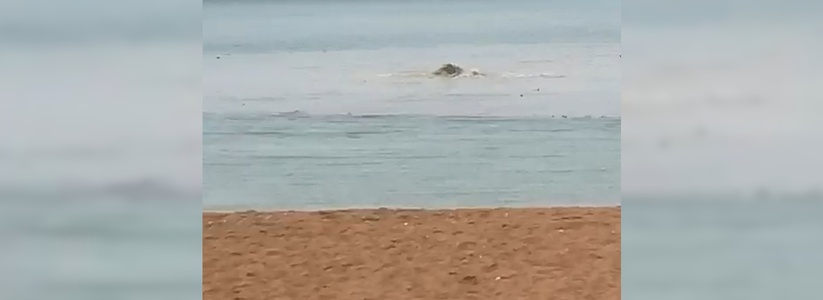 «Пятно в диаметре 50 метров»: очевидцы сняли на видео, как в Геленджике в море бьет фонтан из канализации