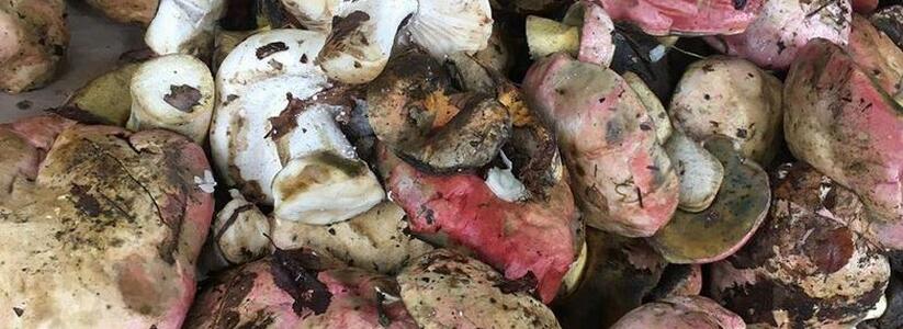 «Температура, рвота и горечь во рту»: житель Новороссийска отравился грибами