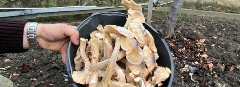 Житель Новороссийска уже второй год собирает грибы у ворот собственного дома