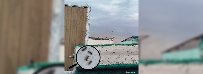 Полчища комаров сфотографировали горожане на пляже Алексино в Новороссийске