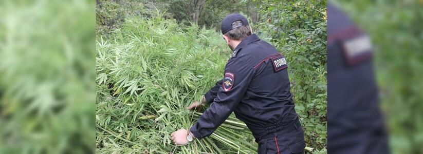 Сотрудники полиции Новороссийска выявляют и уничтожают посевы мака и конопли