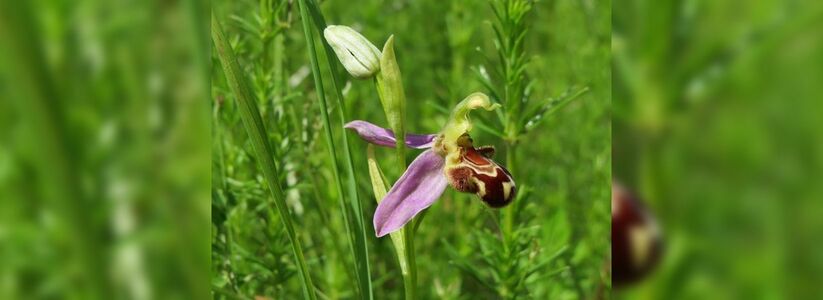Участок степи под Новороссийском, где растут редкие виды орхидей, получит статус особо охраняемой природной территории