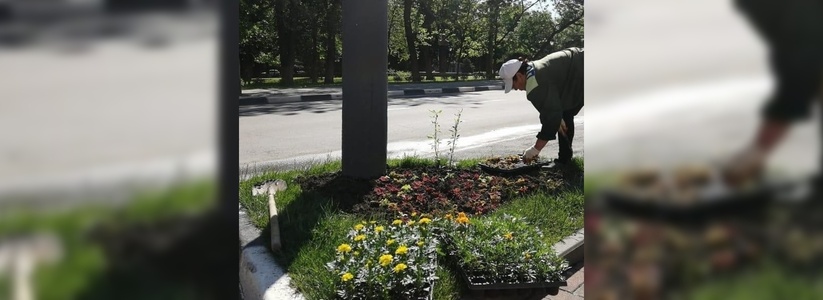 Петунии, бегония, колеус: в Новороссийске будет высажено более 5000 летних растений
