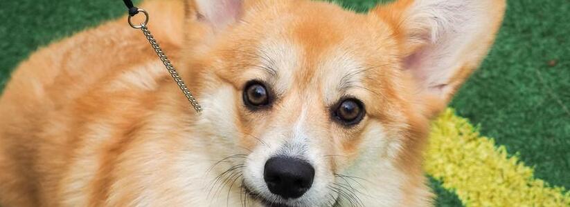 В Абрау-Дюрсо пройдет всероссийская выставка собак Dog Picnic