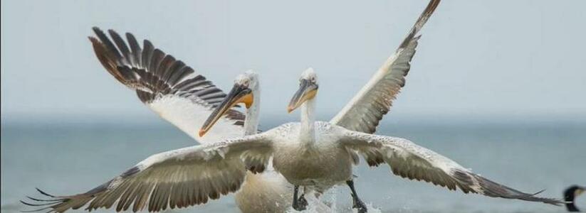 "Строил укрытия и снимал": в Анапе фотографу удалось запечатлеть, как пеликаны ловят рыбу: 10 потрясающих фото