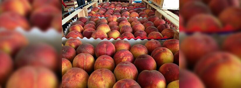 В Новороссийск не пустили более 103 тонны зараженных персиков