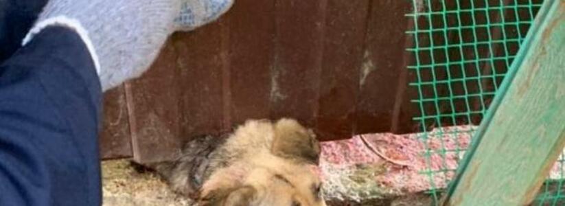 Новороссийские спасатели помогли собаке, которая застряла под железным забором