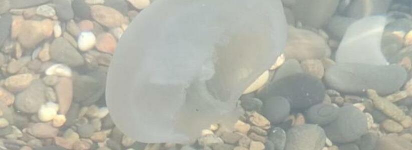 «Вода как кисель!»: пляжи Новороссийска кишат медузами