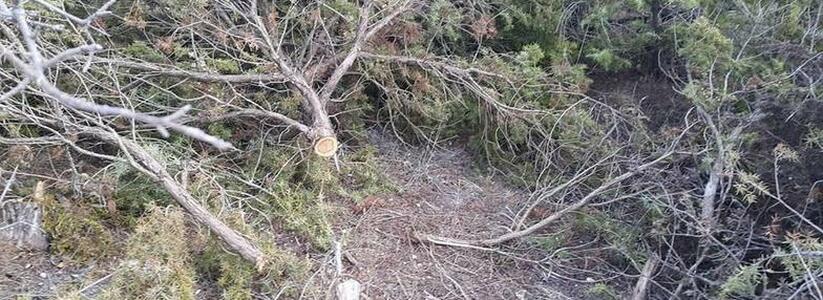 8 краснокнижных деревьев вырубили в Новороссийске: прокуратура возбудила дело