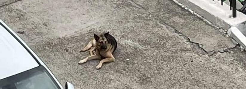 «Глаза такие печальные, с болью….»: в Новороссийске появился пес Хатико, который верно ждет свою хозяйку
