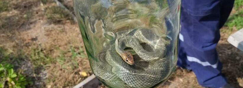 К новороссийцам в дом заползла огромная змея